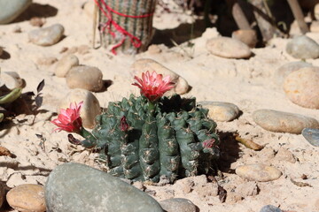 Canvas Print - Gymnocalycium, commonly called chin cactus, is a genus of about 70 South American species of cactus. The genus name Gymnocalycium refers to the flower buds bearing no hair or spines.