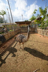 Wall Mural - The ostrich (Struthio camelus) is the world's largest bird, native to Africa. Known for its impressive size and inability to fly, the ostrich has evolved to become a fast runner|鸵鸟