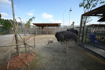 Poster - The ostrich (Struthio camelus) is the world's largest bird, native to Africa. Known for its impressive size and inability to fly, the ostrich has evolved to become a fast runner|鸵鸟