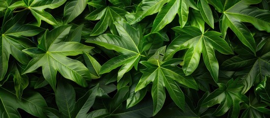 Wall Mural - the papaya leaves present a fresh and texturally appealing appearance suitable for a copy space imag