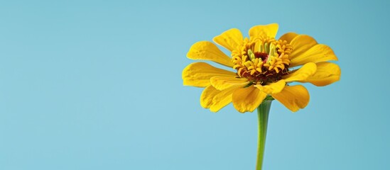 Canvas Print - Vibrant zinnia blooms in a vivid canary yellow perfect for adding a burst of color to your design projects with this cheerful copy space image