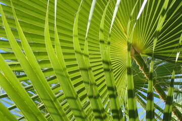 Wall Mural - fresh green palm leaves texture