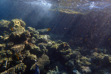 Poster - marine life in the Red Sea Egypt, hurghada