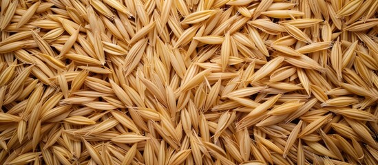 Poster - Detailed copy space image showing a close up view of a pile of paddy as a concept background