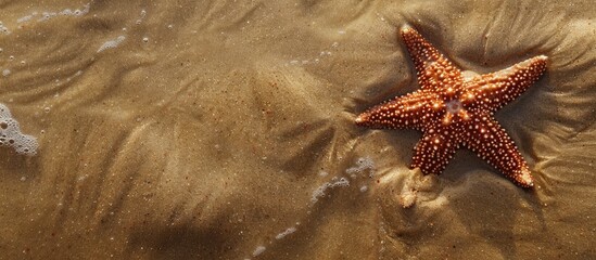 Poster - Top down view of a starfish on sandy beach surface with a clear space around it for text or other elements suitable as a copy space image