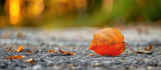 Poster - An elegantly fallen leaf rests on the ground with a picturesque background for copy space image depicting the beauty of autumn and the transition to summer