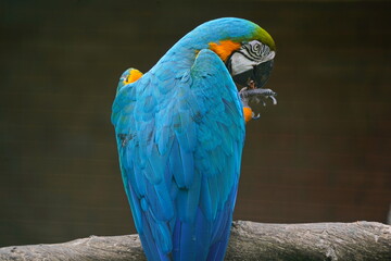 A parrot in the park area.