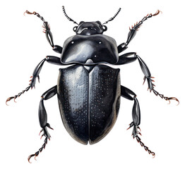 Sticker - PNG Beetle animal insect black.