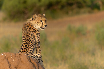 Wall Mural - Cheetah (Acinonyx jubatus). Young cheetah sitting on a termite hill in warm light in the late afternoon in Mashatu Game Reserve in the Tuli Block in Botswana     