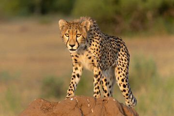 Wall Mural - cheetah (acinonyx jubatus). young cheetah sitting on a termite hill in warm light in the late aftern
