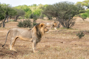 Wall Mural - Lion (Panthera leo) male hunting in Mashatu Game Reserve in the Tuli Block in Botswana