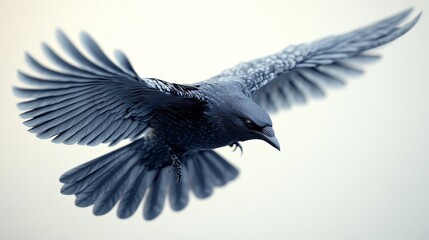 Wall Mural - A bird with black feathers is flying in the air