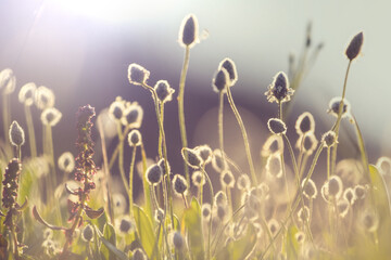 Canvas Print - Sunny meadow