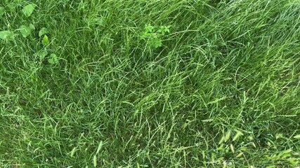 Wall Mural - Top view of glade with high grass with green ears