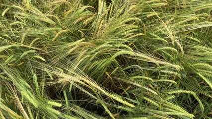 Wall Mural - Unripe green barley on field close-up in overcast day