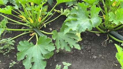 Wall Mural - Bushes of blooming zucchini with green fruits on a field