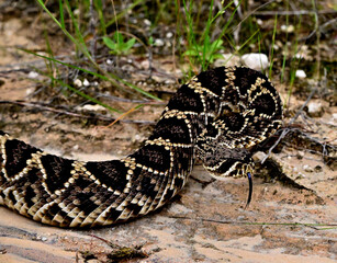 eastern diamondback rattlesnake 