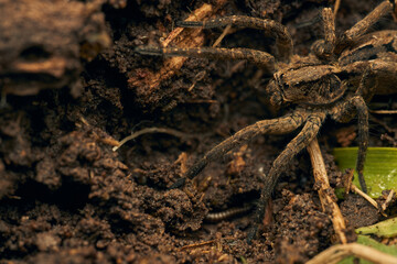 a spider with a hundred feet passing underneath