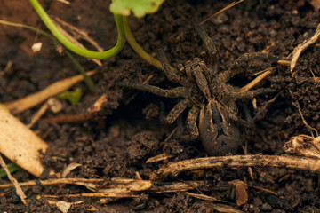 a spider with a hundred feet passing underneath