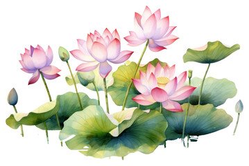 Wall Mural - PNG Flower plant petal lily.