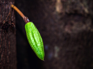 Wall Mural - Green small Cocoa pods branch with young fruit and blooming cocoa flowers grow on trees. The cocoa tree ( Theobroma cacao ) with fruits, Raw cacao tree plant fruit plantation.