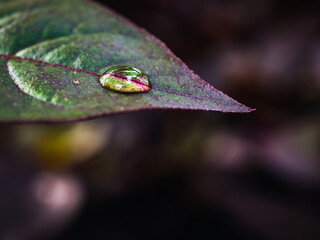 Wall Mural - Macro image of water droplets on  green leaves, close-up of rainy season drops rainwater on the grass