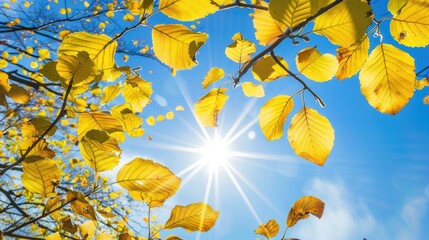 Autumn sunlight highlights golden linden tree leaves with blue sky backdrop