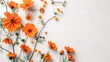 © Giovanni - Autumn themed title card featuring orange cosmos flowers on white background