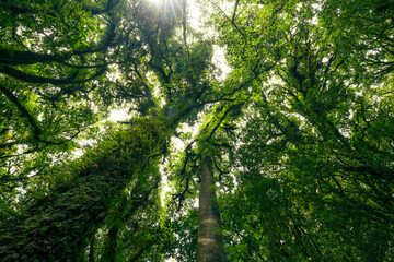 Wall Mural - looking up view of tree trunk to green leaves of tree in forest with sun light. fresh environment in