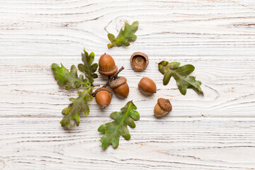 Wall Mural - branch with green oak tree leaves and acorns on colored background, close up top view