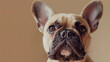 © Yana Buzhynska - French Bulldog. Close-up photo portrait on a beige background