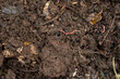 © Julia Jones - Earthworms in Fertile Soil Closeup