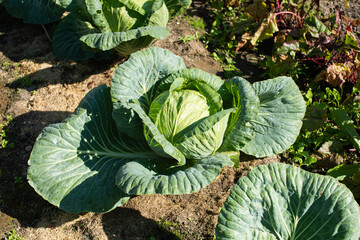 Fresh Cabbage Patch in Sunny Vegetable Garden