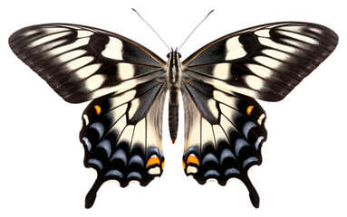 Canvas Print - PNG Butterfly animal insect invertebrate.