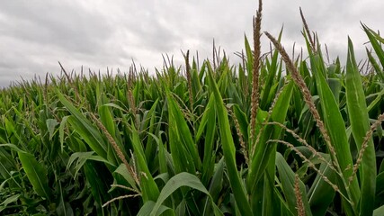 Canvas Print - Rows of healthy Green Corn Crops within an Agricultural Field. Plants are lush and green, set against a cloudy overcast morning sky. Captured in early August in the Midwest, USA.