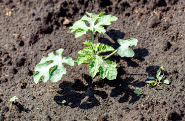 Canvas Print - Watermelon plants in the ground in the garden