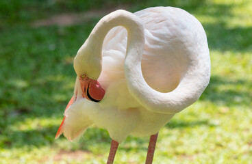 Poster - Pink flamingo birds in the park