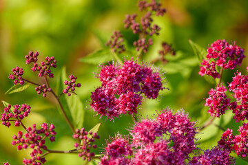 Poster - Close-up of a pink flower in nature