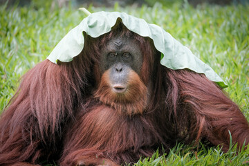 Borneo orangutans ( pongo pygmaeus)