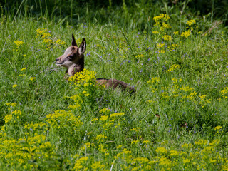 Poster - jeune chamois