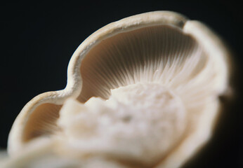 close up of a mushroom isolated on black background