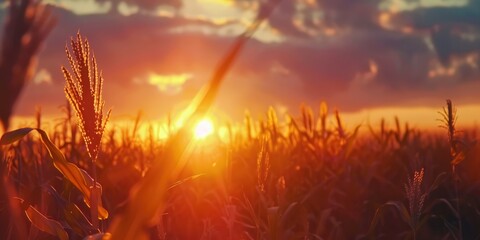 Poster - Cornfield during sunrise or sunset with a cloudy sky Rural scenery