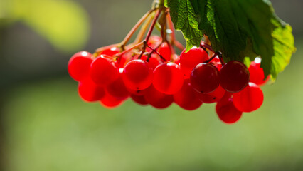 Canvas Print - One bunch of viburnum berries red on a blurry light background.