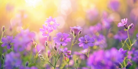 Wall Mural - Selective and soft focus on purple wildflowers in a meadow