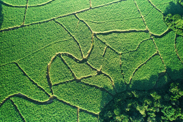 Sticker - Abstract green agriculture field