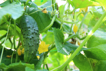 Fresh green young cucumber growing on a branch among green foliage in a vegetable garden on a farm