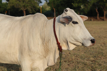 A beautiful white cow is posing in front of the camera.