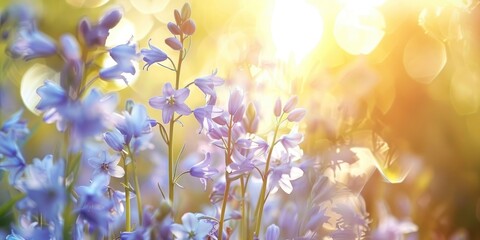 Wall Mural - close up of beautiful bluebell flowers in spring sunlight with a shallow depth of focus