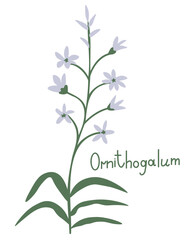 Poster - Ornithogalum vector decorative plant illustration