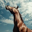 © Maxime - Horse Portrait Against Cloudy Sky